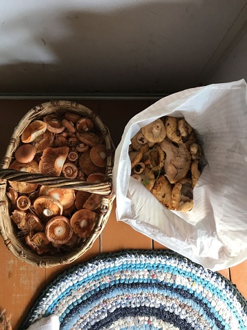 Photo 618@16-08-2020 12-02-19